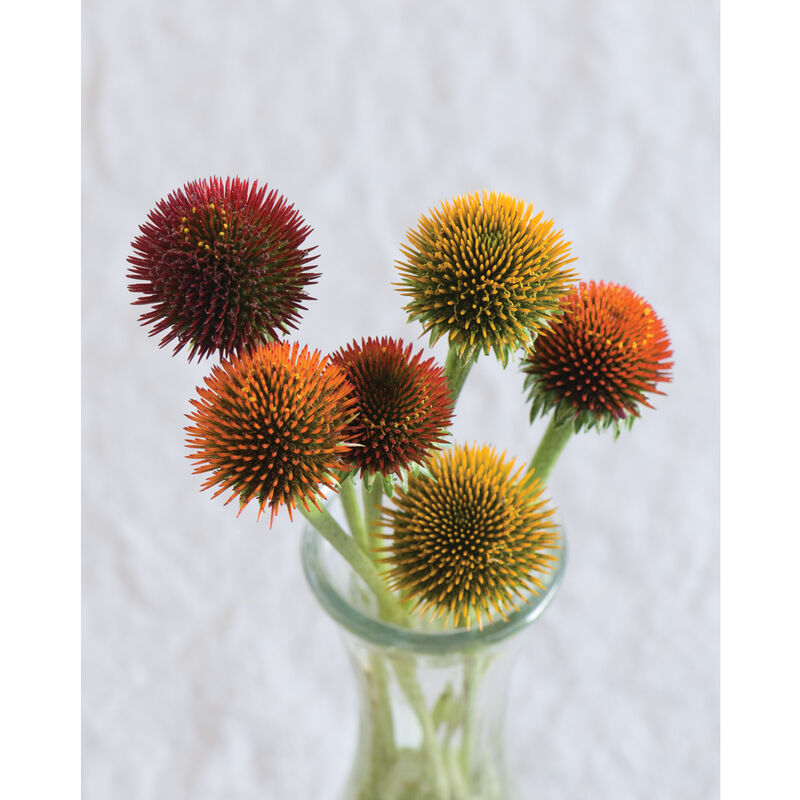 Cheyenne Spirit Echinacea (Coneflower)