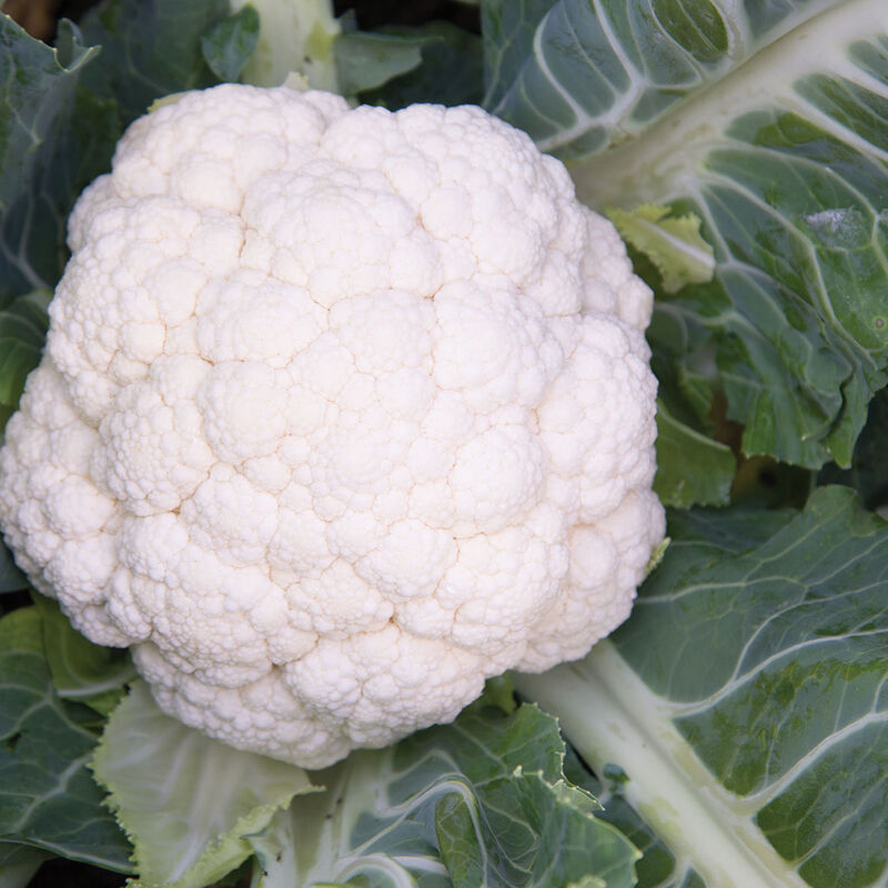 Synergy Standard Cauliflower