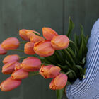 Dordogne Tulips