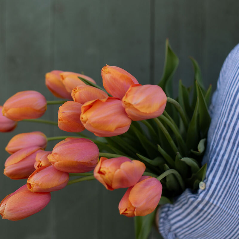 Dordogne Tulips