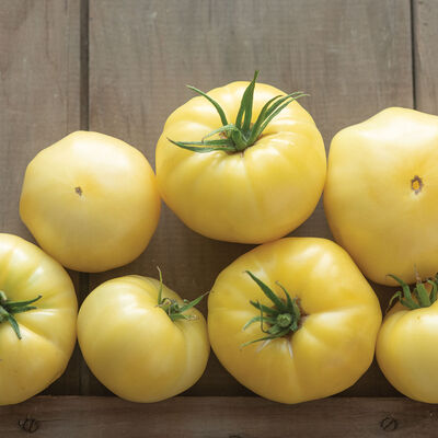 Marvori Specialty Tomatoes