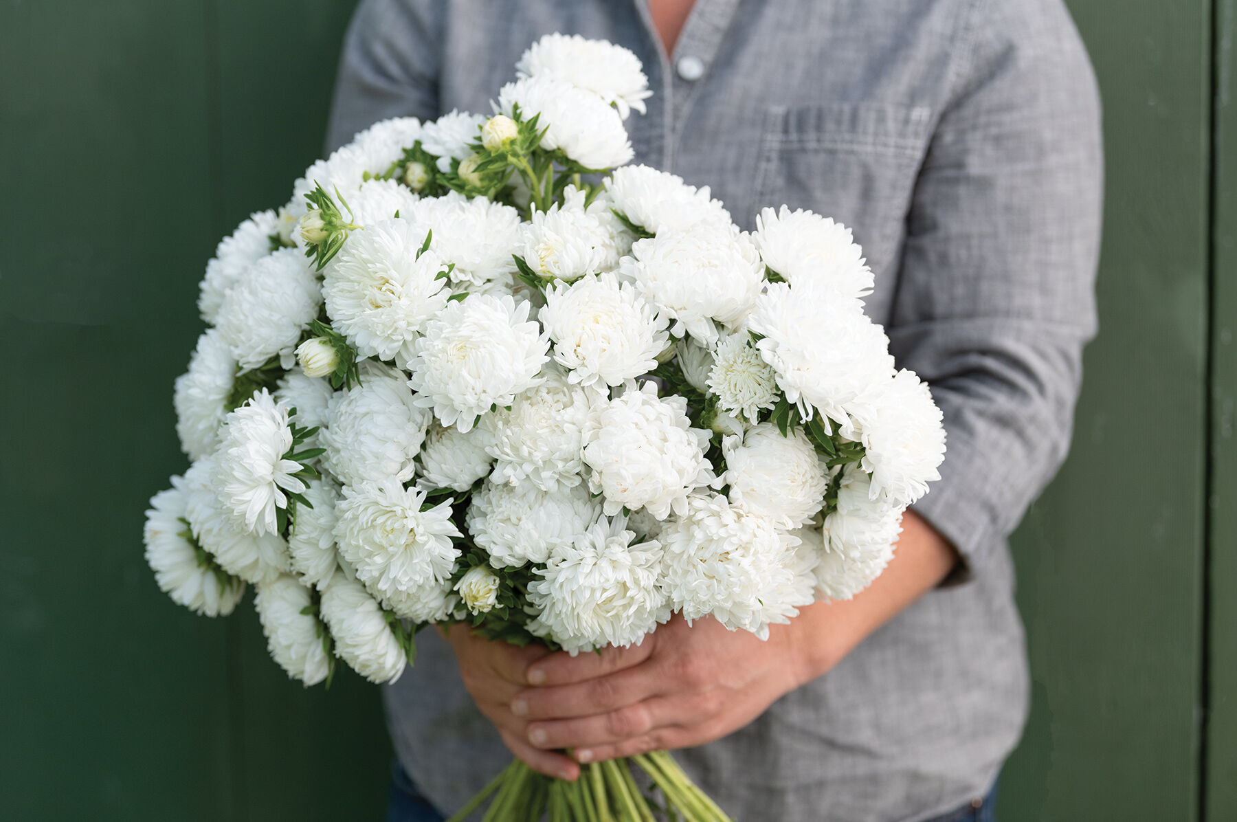 White aster clearance