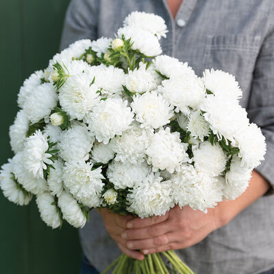 Tower White Aster