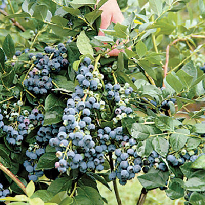 Jersey Blueberry