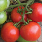 Defiant PhR Slicing Tomatoes