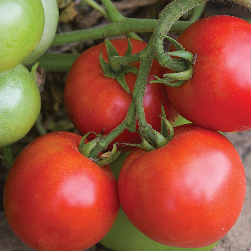 Defiant PhR Defiant PhR Slicing Tomatoes