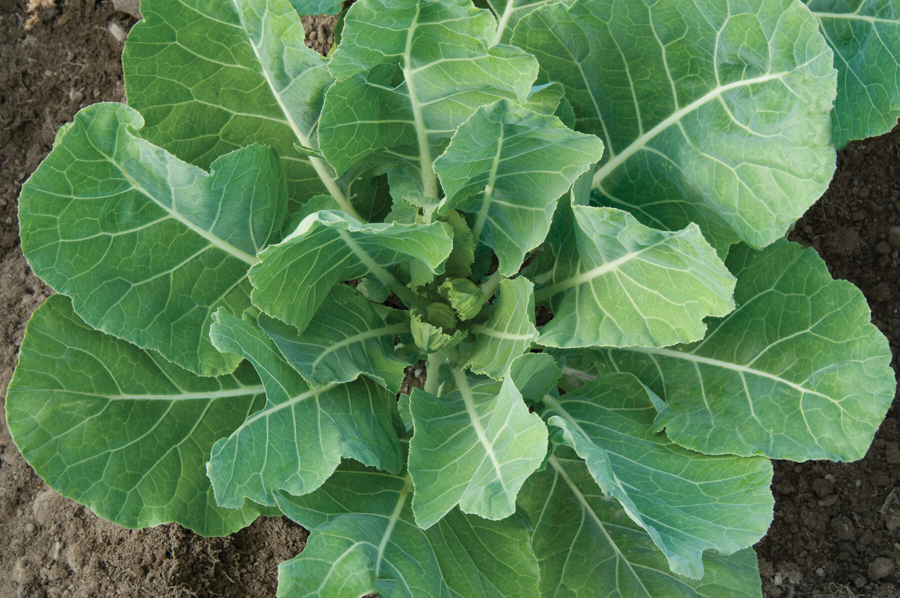 Top Bunch Collards