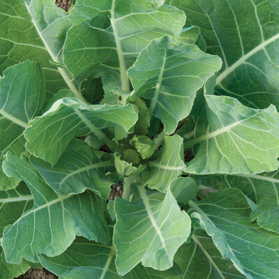 Top Bunch Collards