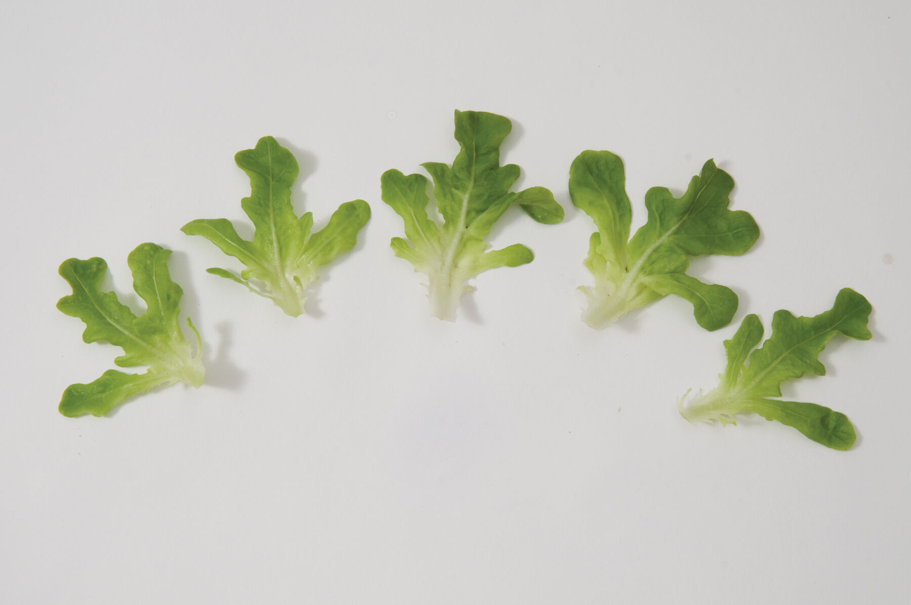 Salanova® Green Oakleaf - Lettuce Seed | Johnny's Selected Seeds