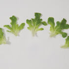 Salanova® Green Oakleaf Salanova® Lettuce