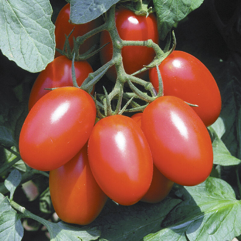 Juliet Paste Tomatoes