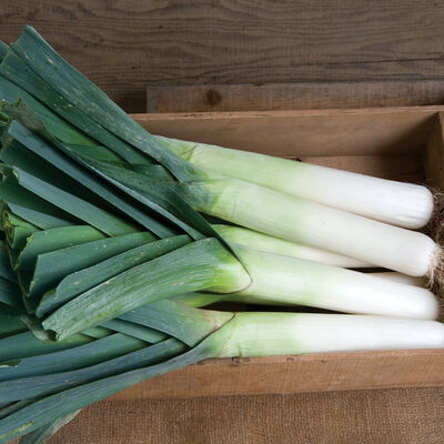 Megaton Leeks