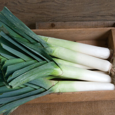 Megaton Leeks