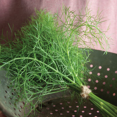 Grosfruchtiger Grosfruchtiger Herbs for Salad Mix