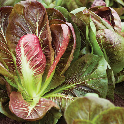 Fiero Radicchio