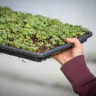 Microgreens Growing Tray Microgreens Supplies