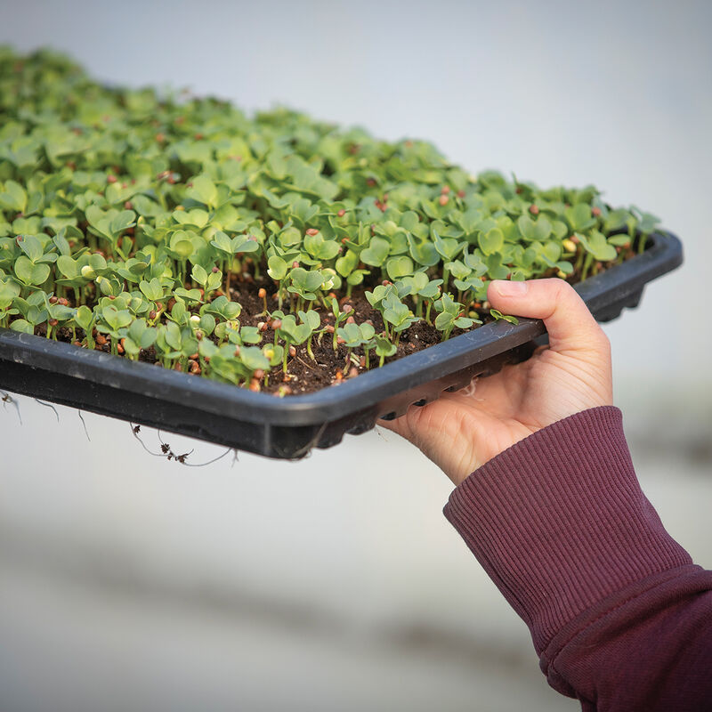 Microgreens Growing Tray Microgreens Supplies