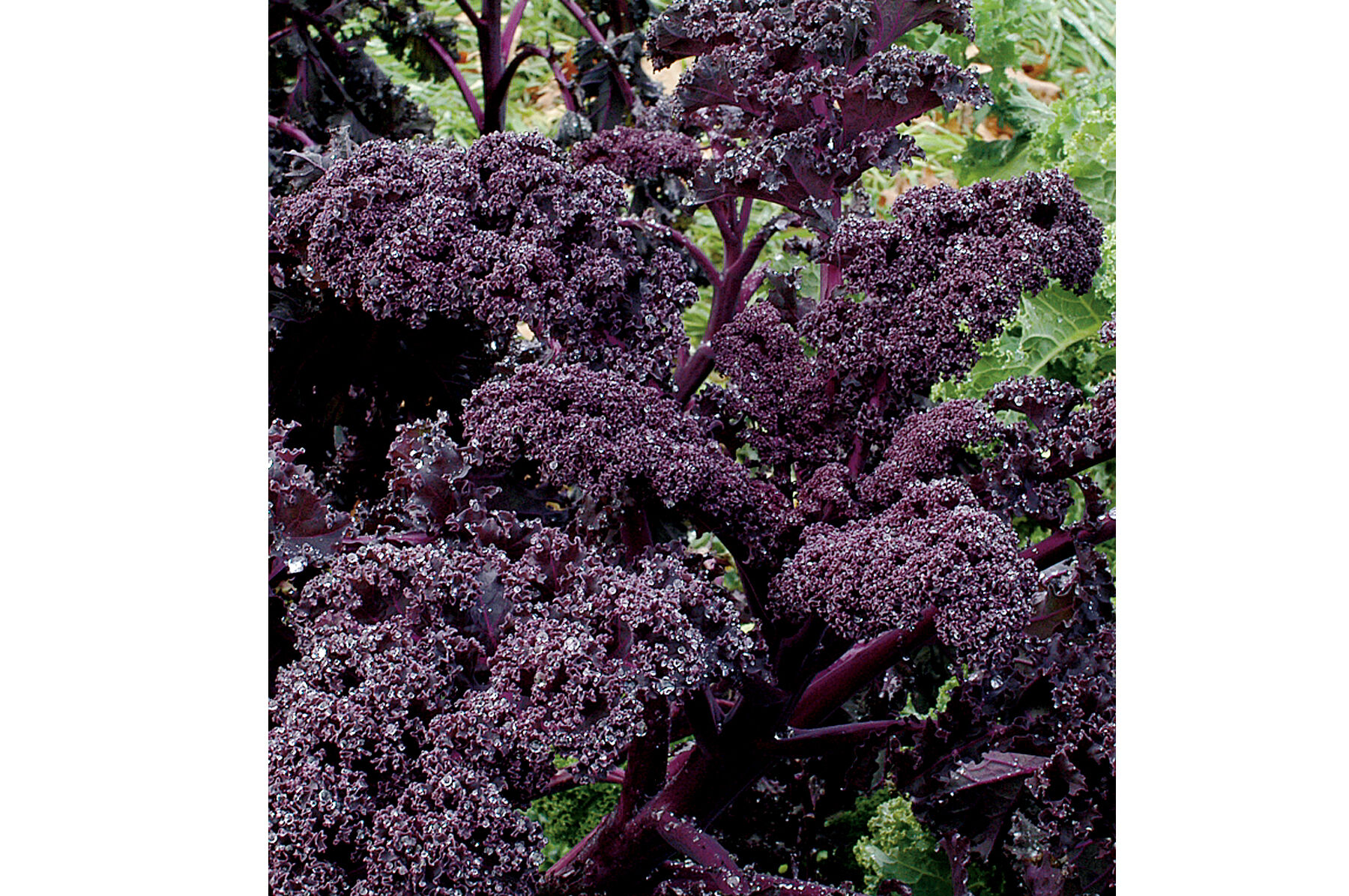Redbor Kale