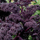 Redbor Kale