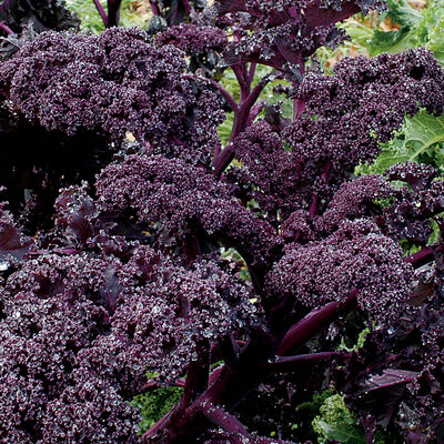Redbor Redbor Kale