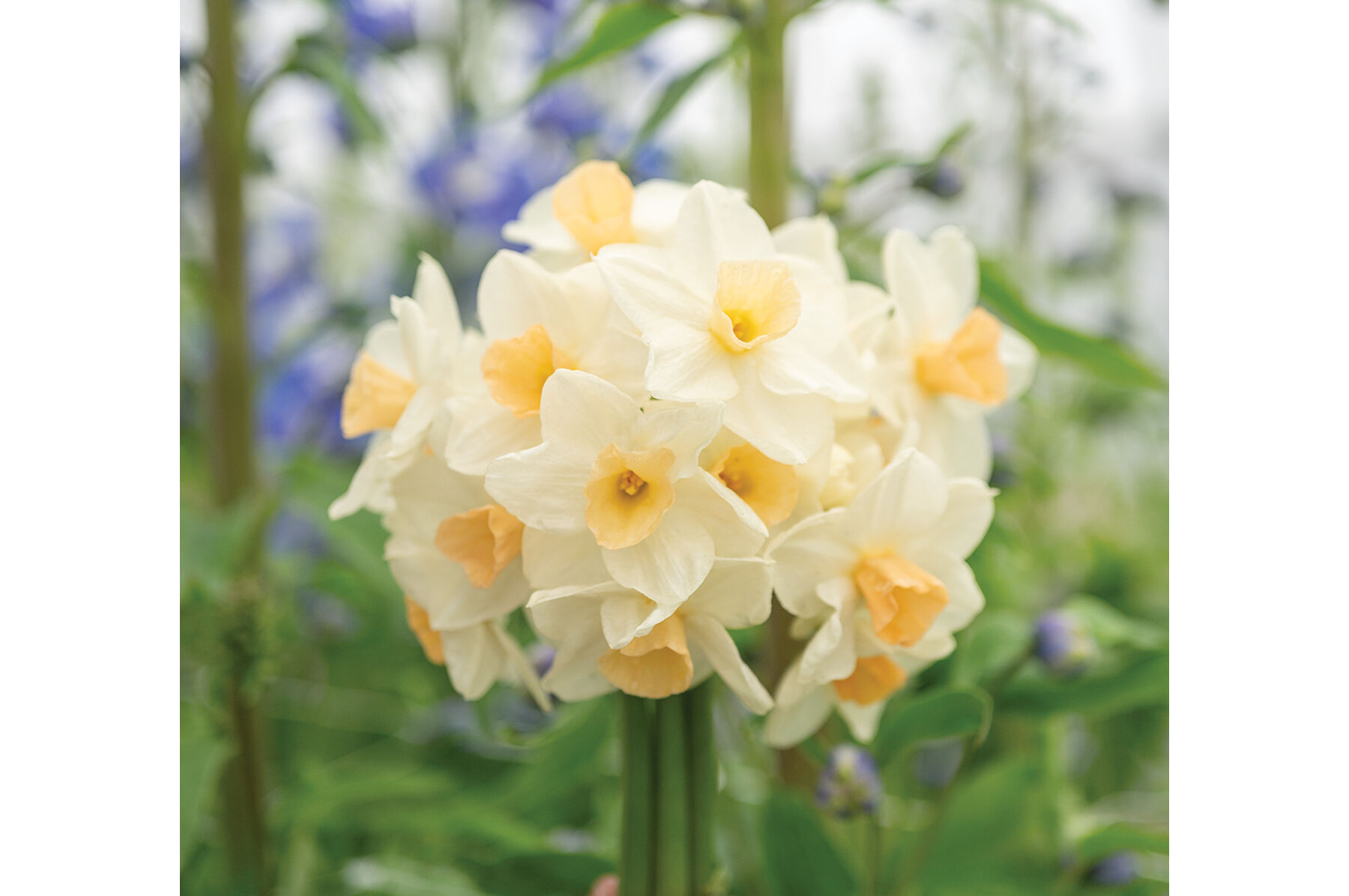 Narcissus - ヤス Narcissus Bulbs - Daffodil Varieties | Johnny's Selected Seeds