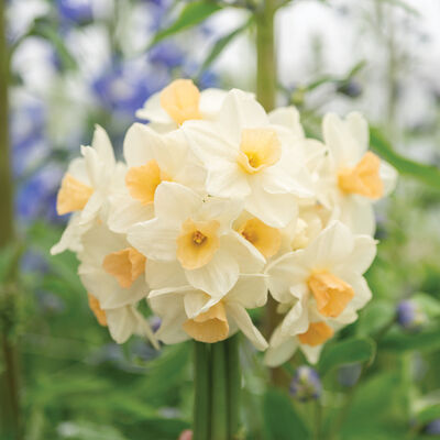 Kapiti® Peach Kapiti® Peach Narcissus