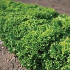 Gordini Summer Crisp Lettuce (Batavia)