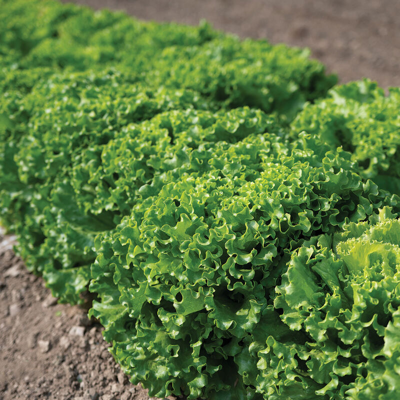Gordini Summer Crisp Lettuce (Batavia)