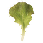 Red Sails Leaf Lettuce