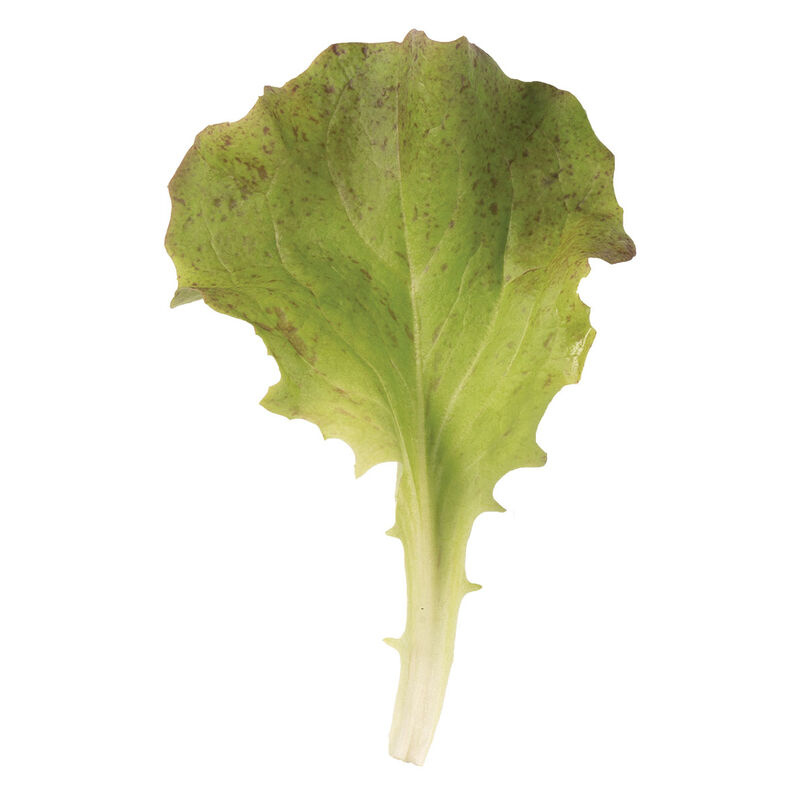 Red Sails Leaf Lettuce