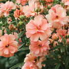 Butterfly™ Eris® Ranunculus