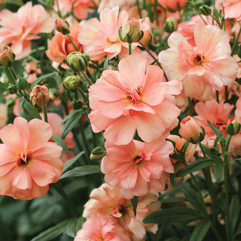 Butterfly™ Eris® Ranunculus