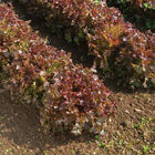 Red Saladbowl Oakleaf Lettuce