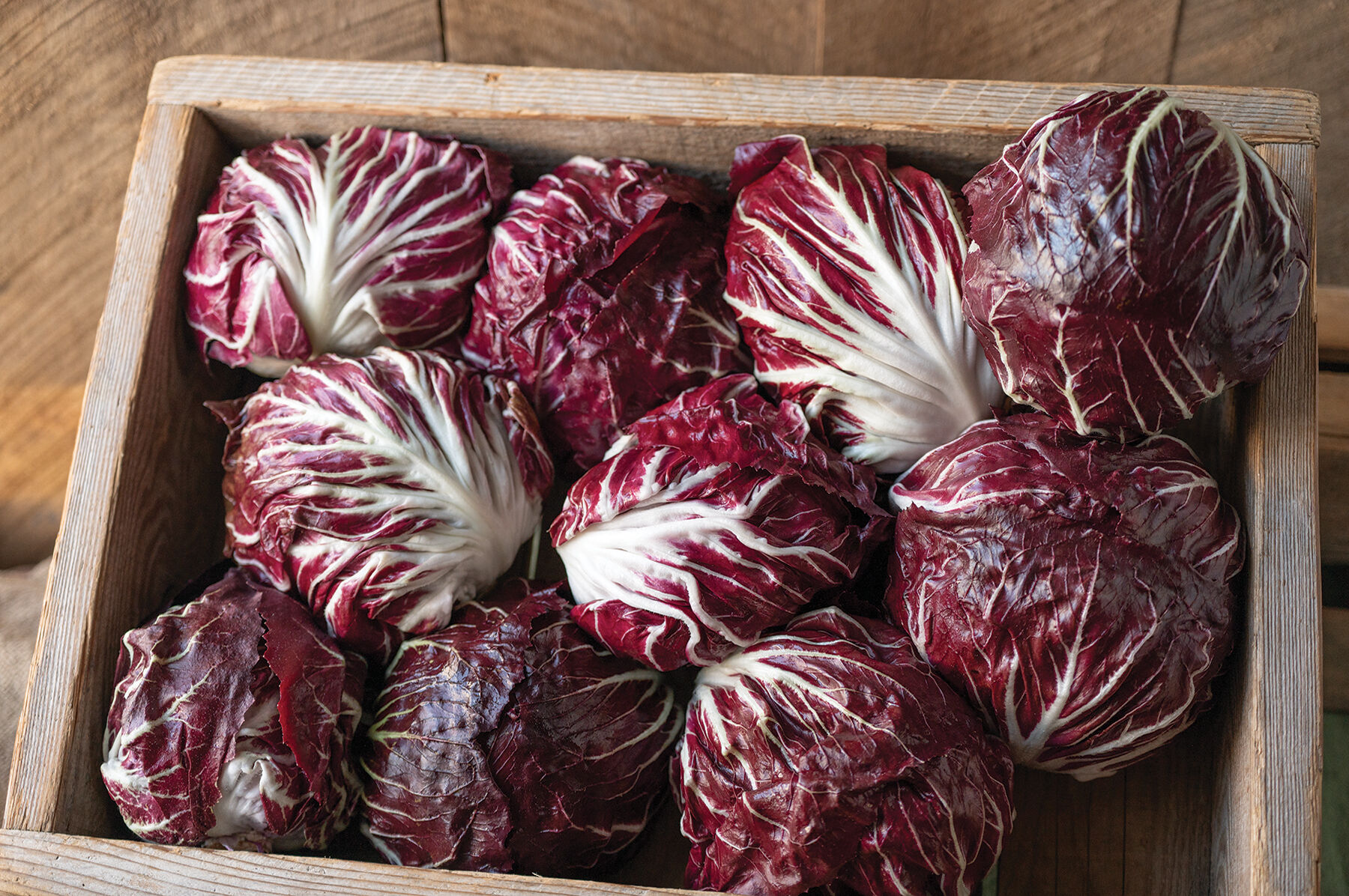 Radicchio Seeds - Organic Varieties | Johnny's Selected Seeds
