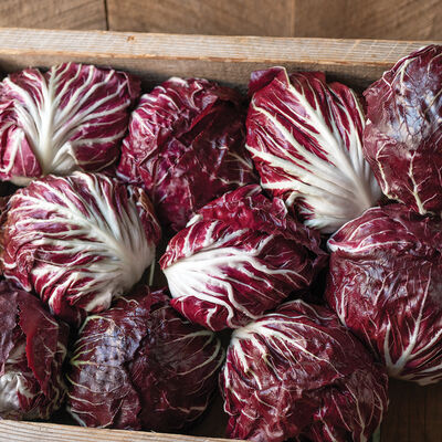 Speeder Radicchio