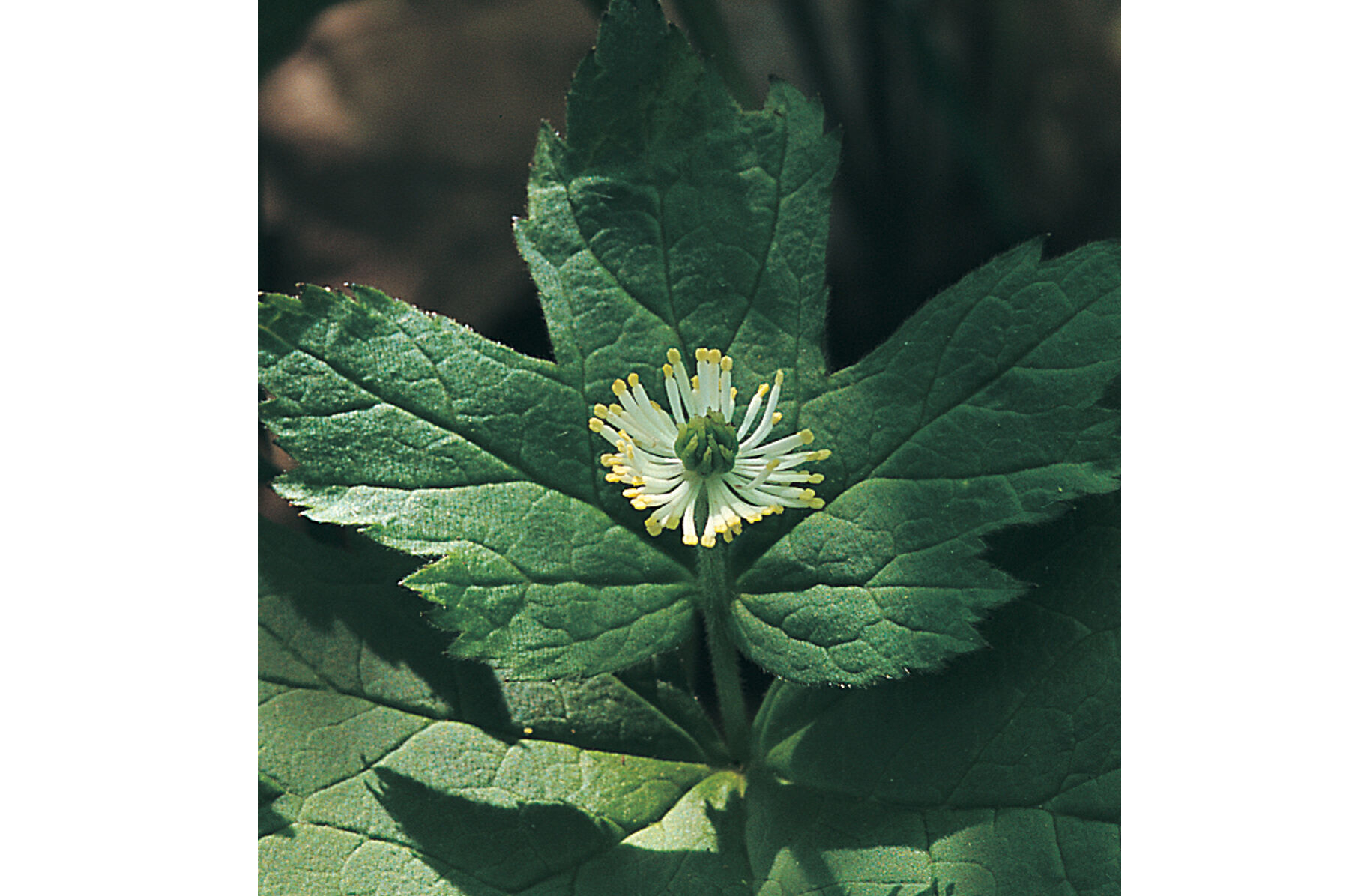 Goldenseal Goldenseal