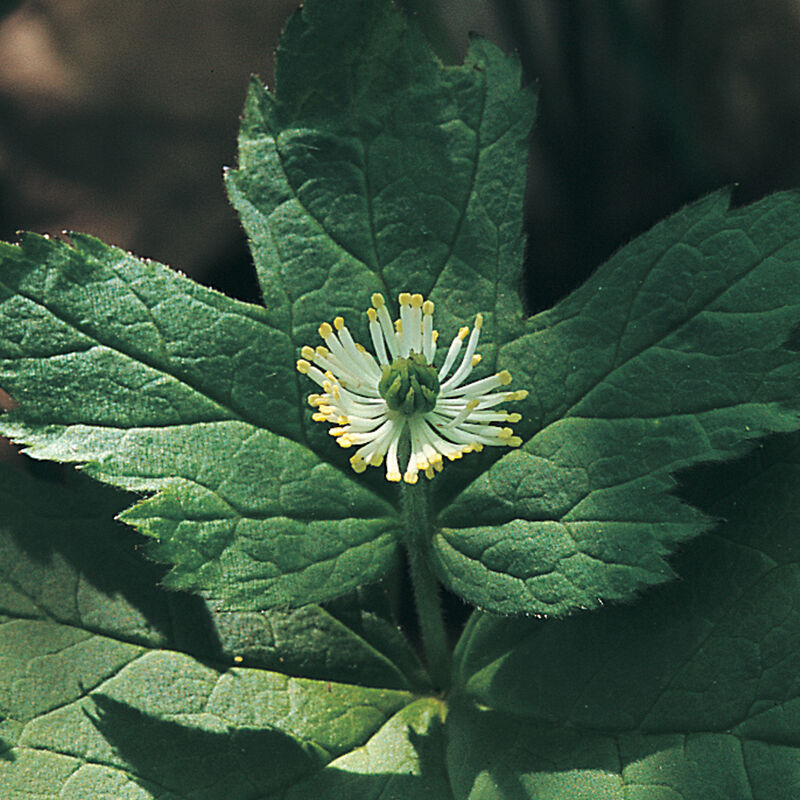 Goldenseal Goldenseal