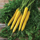 Gold Nugget Colored Carrots