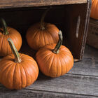 Baby Bear Baby Bear Specialty Pumpkins