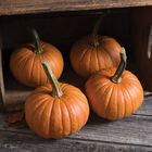 Baby Bear Baby Bear Specialty Pumpkins