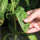 Genovese Genovese Basil
