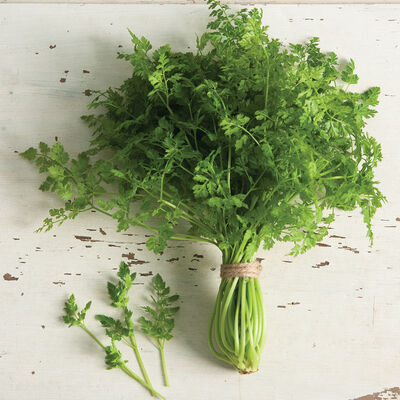 Fine Curled Fine Curled Chervil