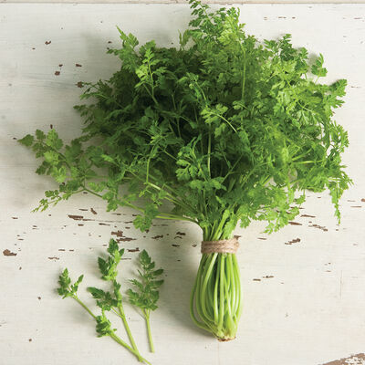 Fine Curled Chervil