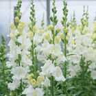 Chantilly™ White Snapdragon