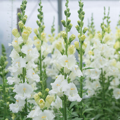 Chantilly™ White Snapdragon