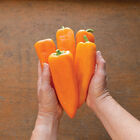Cornito Arancia Sweet Peppers