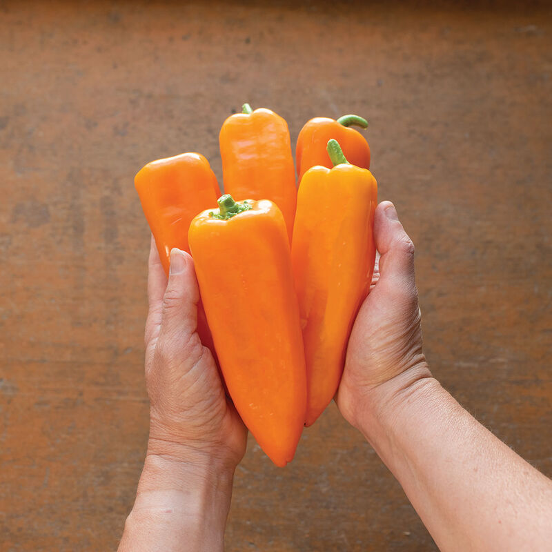 Cornito Arancia Sweet Peppers