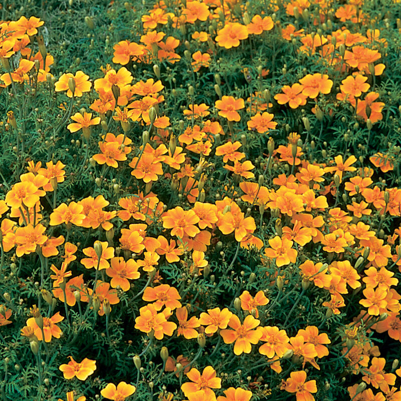 Tangerine Gem Marigold