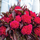 Prince Rose Celosia