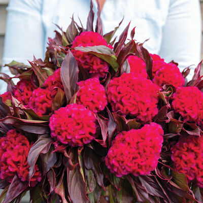 Prince Rose Celosia